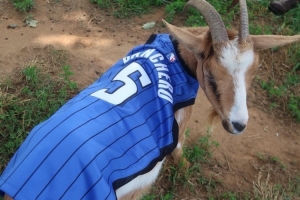 搞事？魔術(shù)官媒曬2頭羊（GOAT）身穿班凱羅&小瓦格納球衣的照片