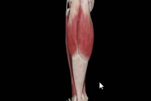 運(yùn)動(dòng)康復(fù)專家科普：什么是比目魚肌