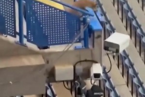 切爾西歐冠賽前，斯坦福橋看臺上一只狐貍出沒