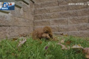 新的球隊(duì)領(lǐng)袖！馬克西帶愛犬參加全美犬展幕后花絮！